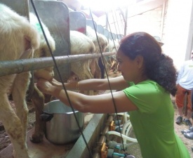 Milking sheep with Patxi 2